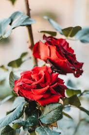 اجمل ورود الحب ورود حب وغرام ورود رومانسية جدا Zina Blog Rose Flower Images Flowers