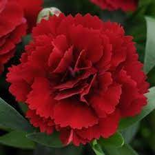 Dianthus Oscar Sup Sup Dark Red Pink Perennials Dianthus Flowers Nursery Landscape Design