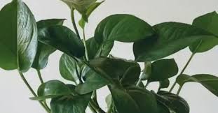 Select category how to frame how to photography how to print how to select papers how to trim how to videos tips and tutorials what's new. How Do I Know When My Pothos Plant Need Water Gardenzy