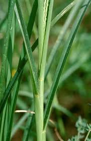 Image result for Eleusine