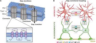 It does seem like a logical thing for akira to worry about, but to make that inference is too big a leap, particularly when there are two other choices that are supported by the passage. Frontiers Approaches To Study Gap Junctional Coupling Cellular Neuroscience