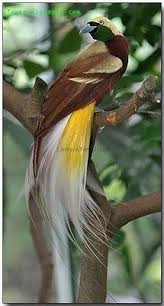 Birds Of Prey Flower Meaning Bali Bird Of Paradise Beautiful Birds Wild Birds Birds