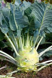Growing kohlrabi organically in your home garden is very easy. How To Grow Kohlrabi In Your Home Garden Gardener S Path
