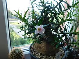 Image result for Senecio aetfatensis