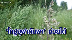 ไบโอไทย เผย งานวิจัยล่าสุด ของ สหรัฐ สมุนไพรไทย โกฐจุฬาลัมพา มีความสามารถในการยับยั้งไวรัส cv. Mmskqsoad1ztcm