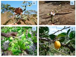 Image result for Oldfieldia dactylophylla