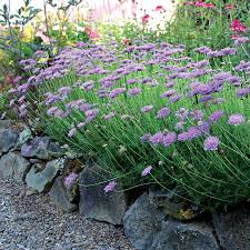 Image result for Scabiosa