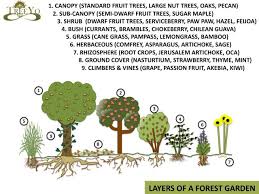 Trees And Their Uses Permaculture Design Course Handbook Food Forest Food Forest Garden Food Forest Design
