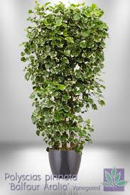 All products aralia bangalore bright light plants indoor plant low light plants medium light plants office plants ornamental plants for gifting premium plants pune small plants. Aralia Balfour Variegated Natura Enhancing The Built Environment Indoor Office Plants Outdoor Landscapes Green Wall Systems Holiday Decor Commercial Disinfection