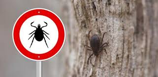 We did not find results for: Lo Que Debes Hacer Si Te Pica Una Garrapata