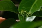 Image result for Hippocratea buchananii