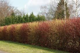 Cornus Alba Sibirica Und Cornus Stolonifera Twig Dogwood Hedges Modern Planting