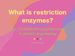What are the Restriction Enzymes? Top 10 Restriction Enzymes used in  Genetic Engineering – Genetic Education