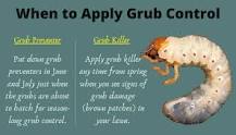 Image result for when should you apply grub worm treatment