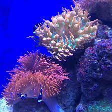 Blue Fish Aquarium On Instagram Rose Bubble Tip Anemone And A Watermelon Bubble Tip Anemone And A Small Group Of Clownf Bubble Tip Anemone Anemone Clown Fish
