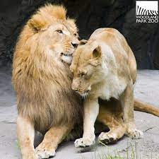 Meet Los Angeles New Power Couple Big Animals Woodland Park Zoo Lions
