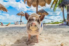 The famous swimming pigs from the bahamas. Bahamas Urlaub 12 Tage Inkl Flug Und Unterkunft Fur 673