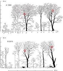 Image result for Nephrangis filiformis