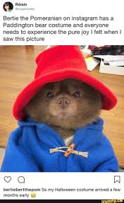 Bertie The Pomeranian On Instagram Has A Paddington Bear Costume And Everyone Needs To Experience The Pure Joy I Felt When I Saw This Picture Bertiebertthepom S In 2020 Cute Baby
