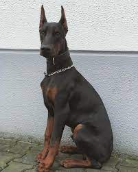 How big are doberman puppies? Dobermann Ultimatus We Breed Excellence