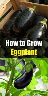 Eggplant is generally more sensitive to cooler temperatures than its cousins, tomatoes and peppers. How To Grow Eggplant Easy Balcony Gardening