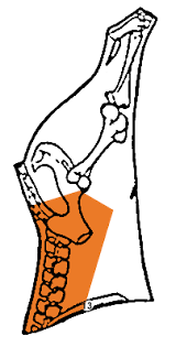 2 tibias, 2 ulnas, 2 radius, 2 femurs, 2 clavicles, 1 hip bone, 2 fibulas, 2 scapulas, 2 humerus, 1 sternum, 1 skull which is actually made of many bones. Beef Meat Cuts Manual Canadian Food Inspection Agency
