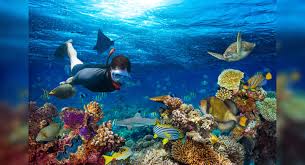 Dive with sand tiger sharks in denver; Up For Some Water Fun Head To The Best Scuba Diving Destinations In India Times Of India Travel