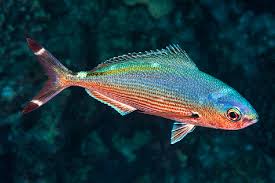 Image result for Cuviera semseii