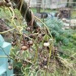 Image result for Convolvulus farinosus