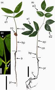 Image result for Tessmannia burttii