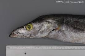 Image result for Lepturus