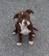 Http Www American Pitbull Terrier Com Wp Content Uploads 2013 11 American Pitbull Terrier Jp American Pitbull Terrier Pitbull Terrier Pitbull Terrier Puppies