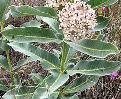Image result for Acacia eriocarpa