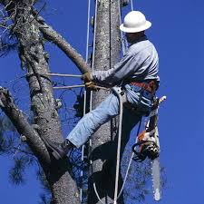 We do all of the work ourselves because we want to protect your trees and property, and our reputation. Genesis Tree Service 434 202 4412 Charlottesville Va