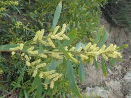 Image result for Acacia
