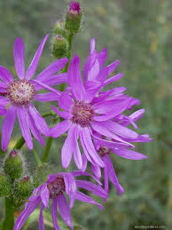 Image result for Senecio speciosus