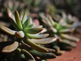 Maybe you would like to learn more about one of these? Succulent Varieties Planting Tips Kellogg Garden Organics