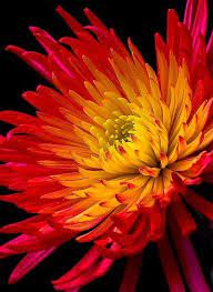 Fb Img 1423903186367 Mums Flowers Beautiful Flowers Amazing Flowers