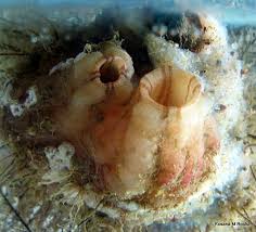 Image result for Polystachya pamelae