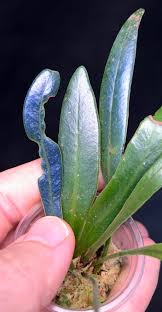 Image result for Elaphoglossum