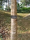 Image result for Phyllanthus manicaensis