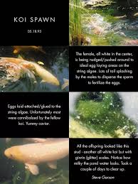 Dec 06, 2018 · they gave me over 400 fry, but only about 150 survived (live food source was a problem). What Is The Reproductive Process For A Koi Fish Quora