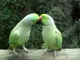 Bird Bouncing Golf Ball On Concrete Lovely Conversation Video In 2020 Funny Animals Cute Baby Animals Pets