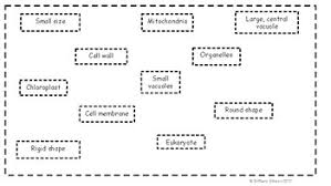 This is a thumbnail of the plant and animal cells venn diagram print out. Plant Cell Vs Animal Cell Venn Diagram By Brittany Gibson Science