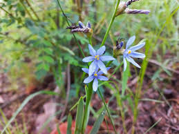 Image result for Aristea abyssinica