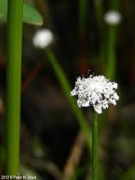 Image result for Eriocaulon transvaalicum