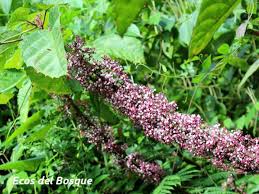 Image result for Urera