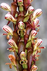 Image result for Diclis tenella