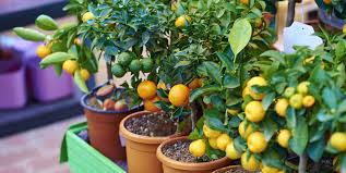 They are very popular and online plants have a great variety for sale. 8 Fruit Trees You Can Grow On Your Porch How To Grow Fruit Trees