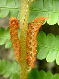 Image result for Osmundaceae